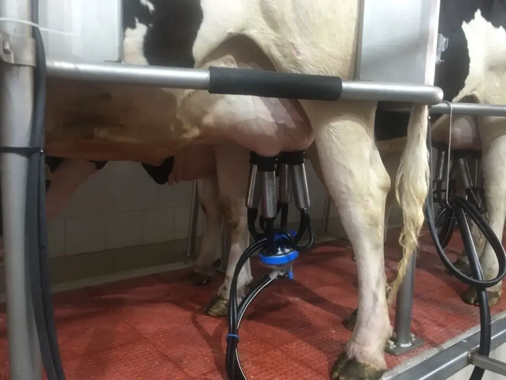 Stainless steel milking pipework