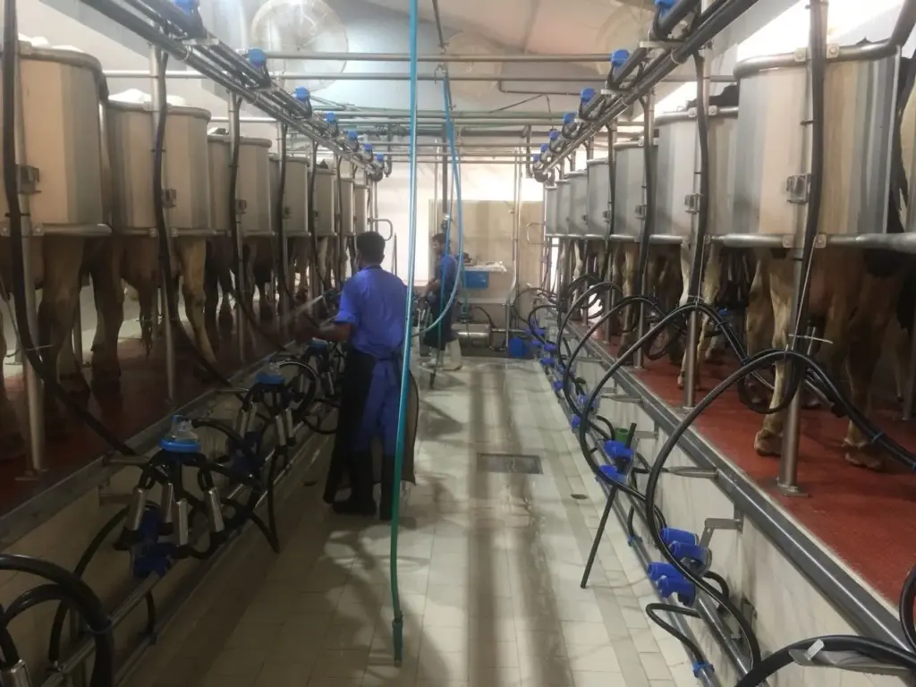 Cows in the automatic milking parlour