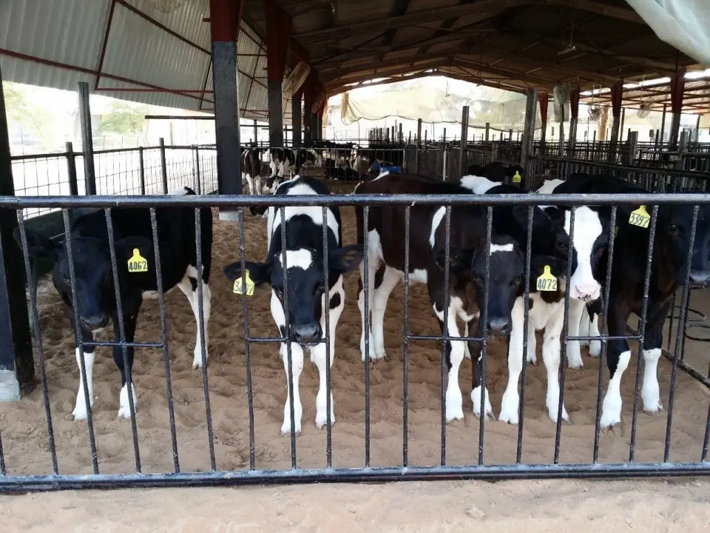 Cattle pens at Digdaga dairy farm