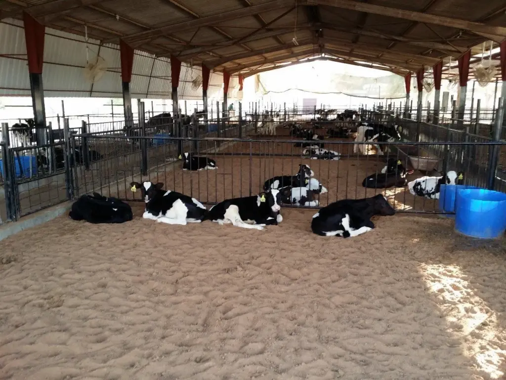 Holstein cows in a shaded pen
