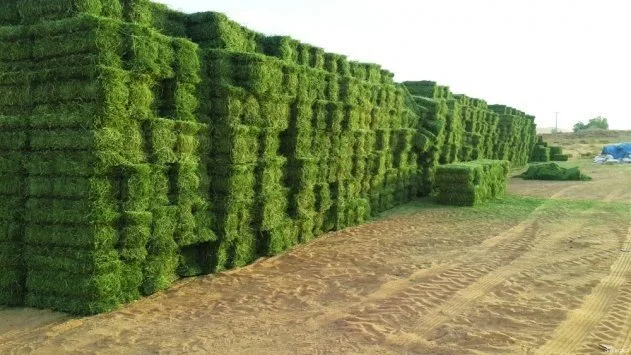 Fodder fields at Al Hamrania Farm