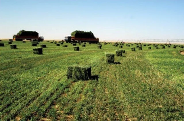 Sprinkler irrigation on the fodder farm