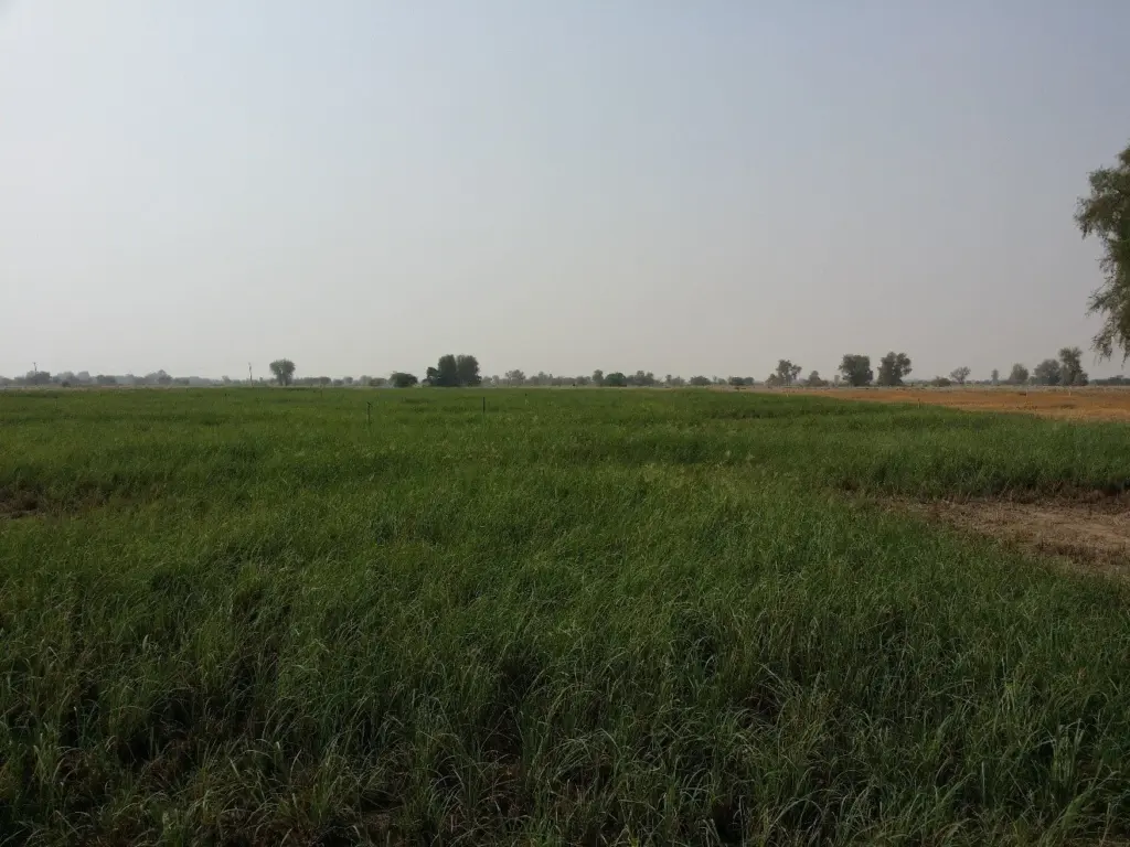 Harvesting green fodder