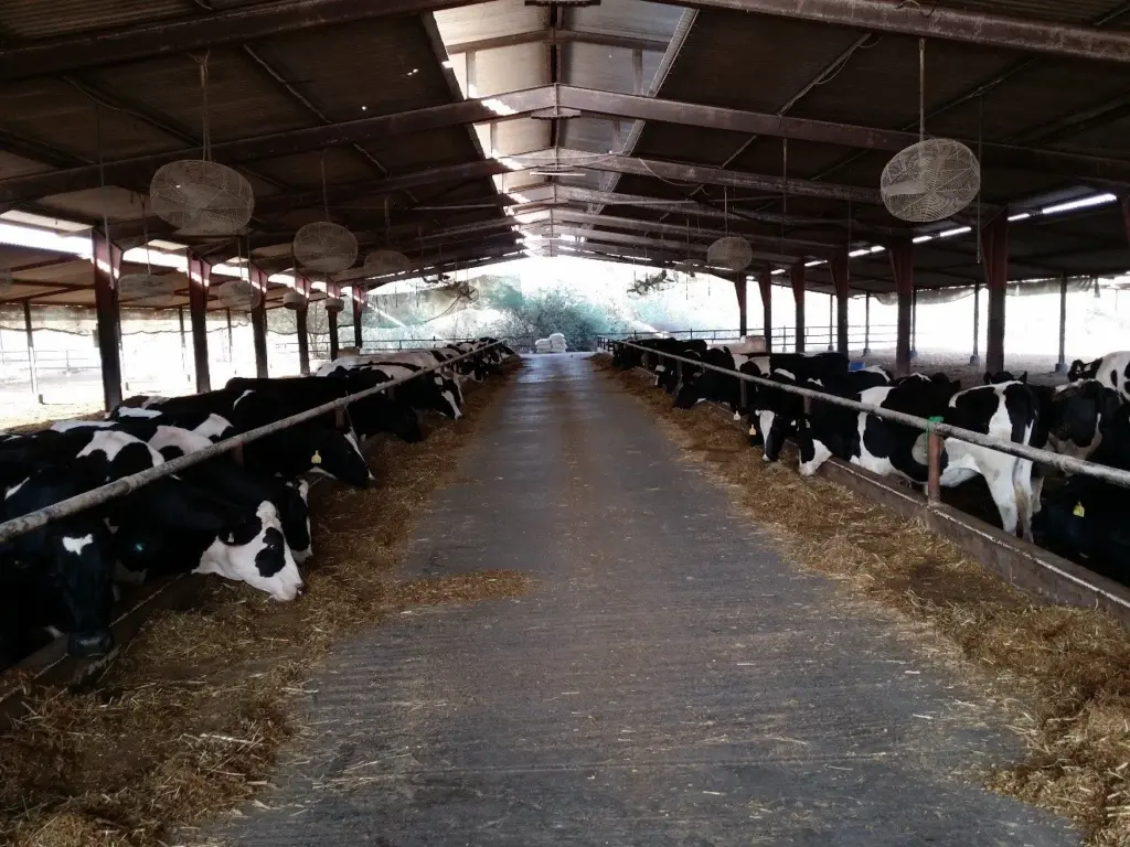 Holstein cows feeding in a shaded pen at Digdaga Farm, Ras Al Khaimah